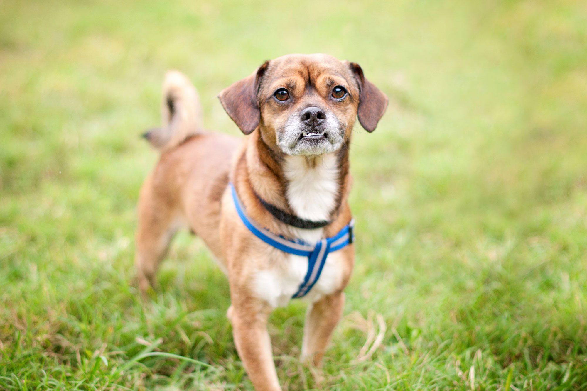 A Chug Pug Chihuahua Mix Stands In A Field Of Grass And Sports A Funny Underbite