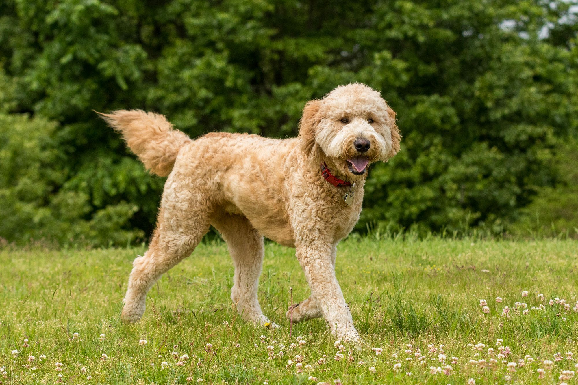 A Golden Doodle Running In The Grass