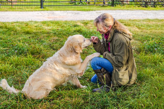 Beige Senior Golden Retriever Gives Paw To Her Female Owner