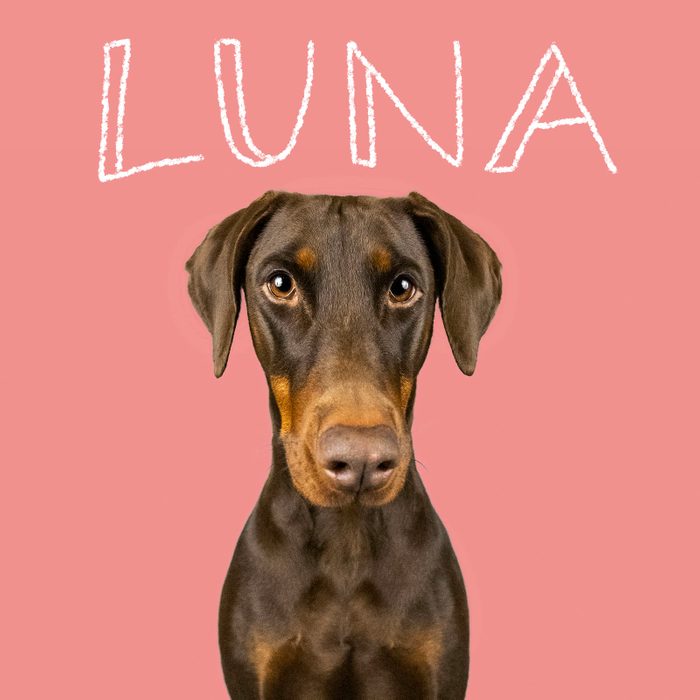 Best Puppy Names Of 2024 1 Girl Gettyimages 1297386829