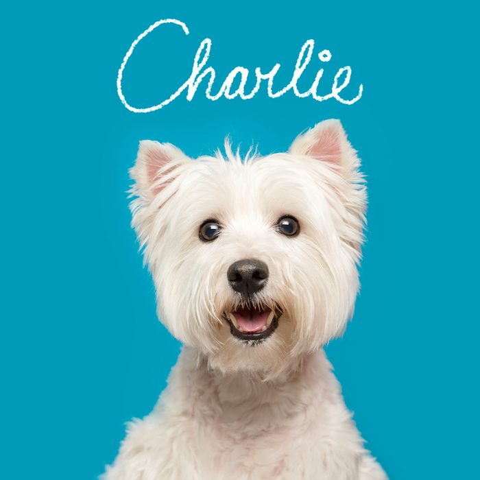 Best Puppy Names Of 2024 2 Boy Gettyimages 536504499