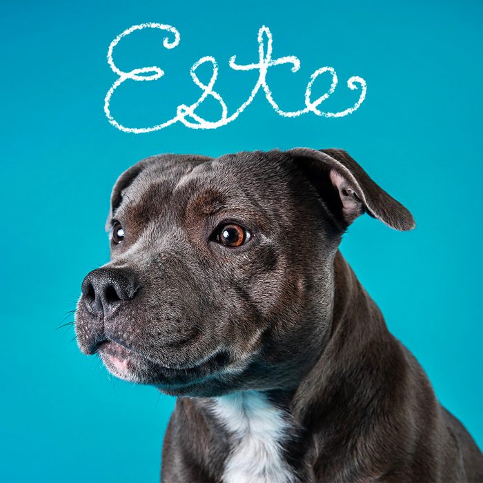 Best Puppy Names Of 2024 5 Pop Gettyimages 1211823404