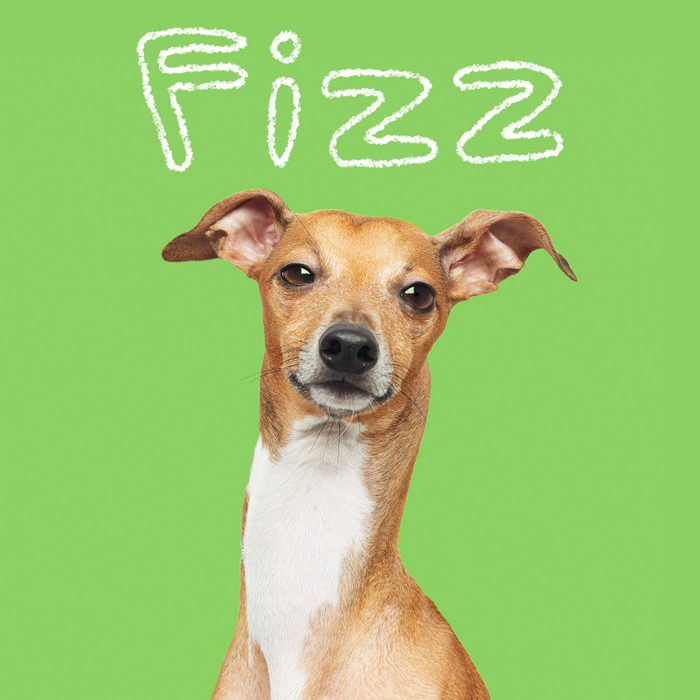 Best Puppy Names Of 2024 6 Food Drink Gettyimages 1406049498