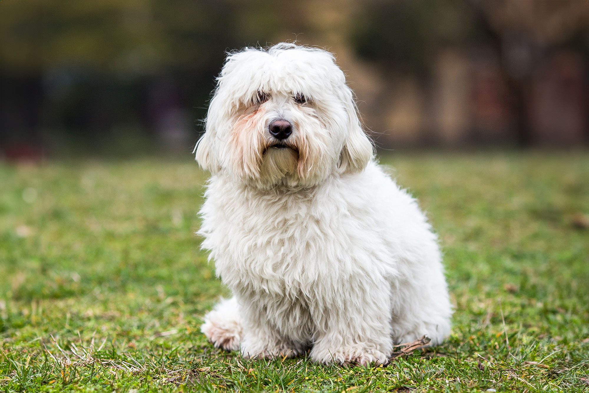 Coton De Tulear Dog Sitting On The Grass