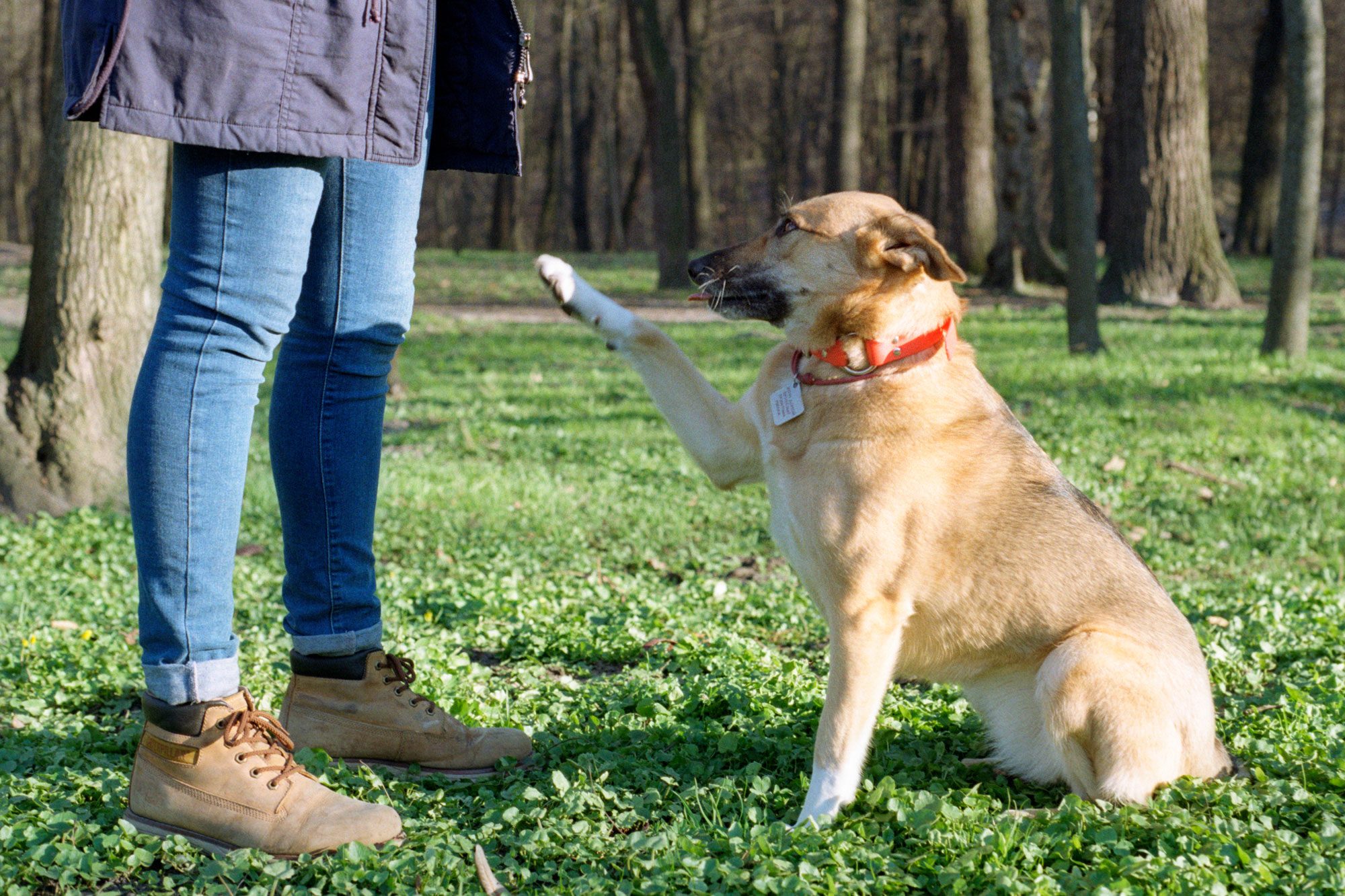 Cynologist Girl Training Her Dog Dog Giving Her Paw To A Master