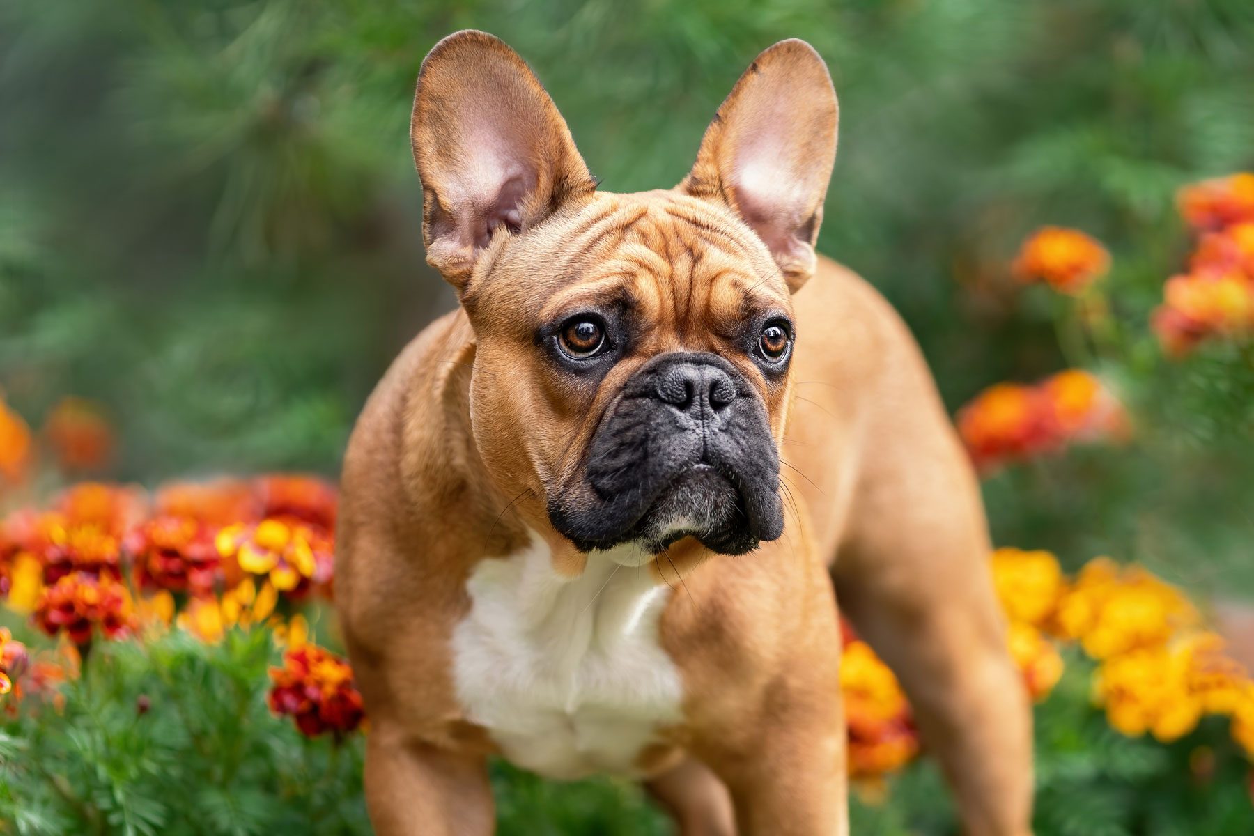 Cute purebred french bulldog among flowers