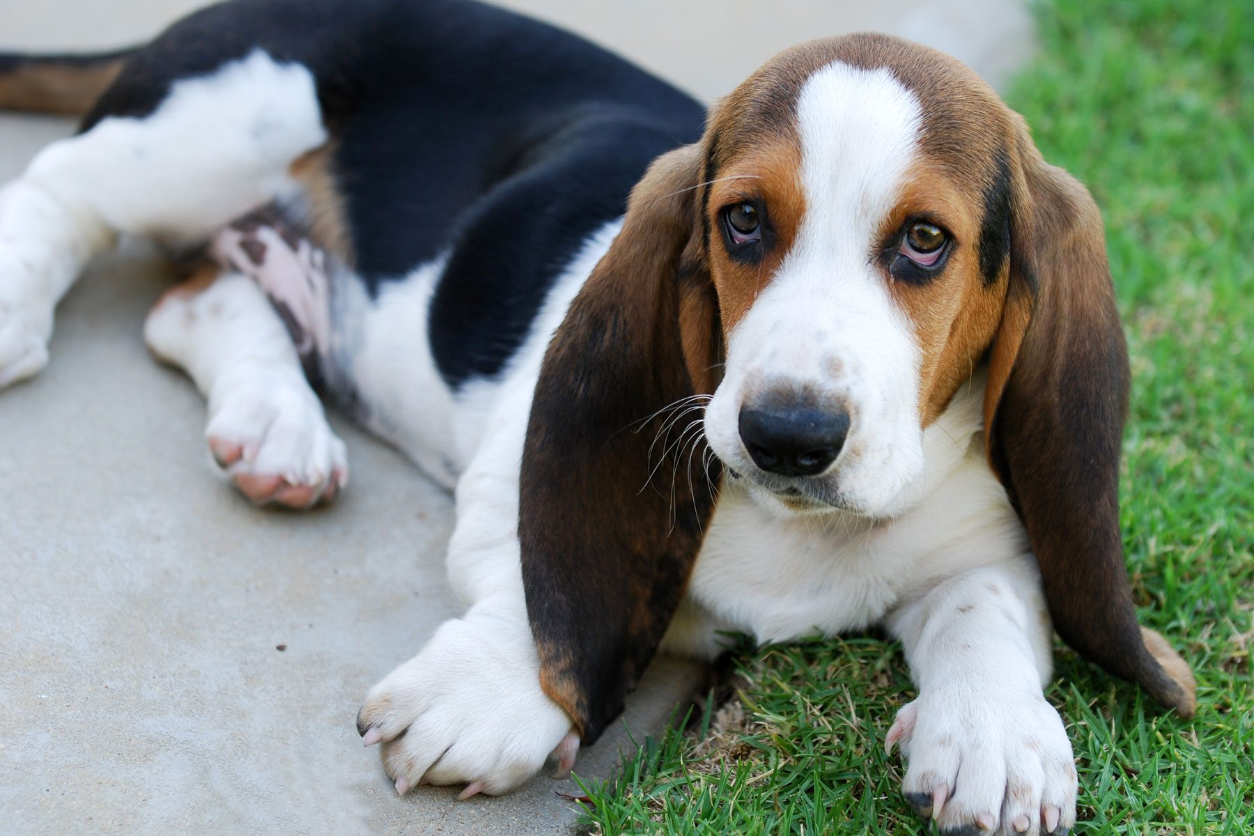 Basset hound laying outside 