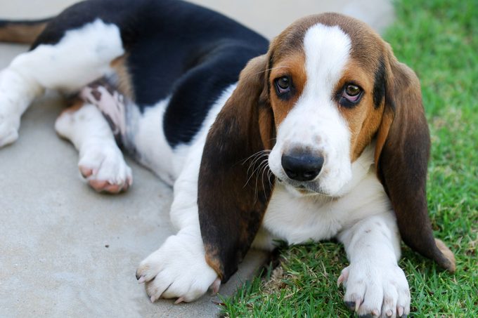 Basset hound laying outside