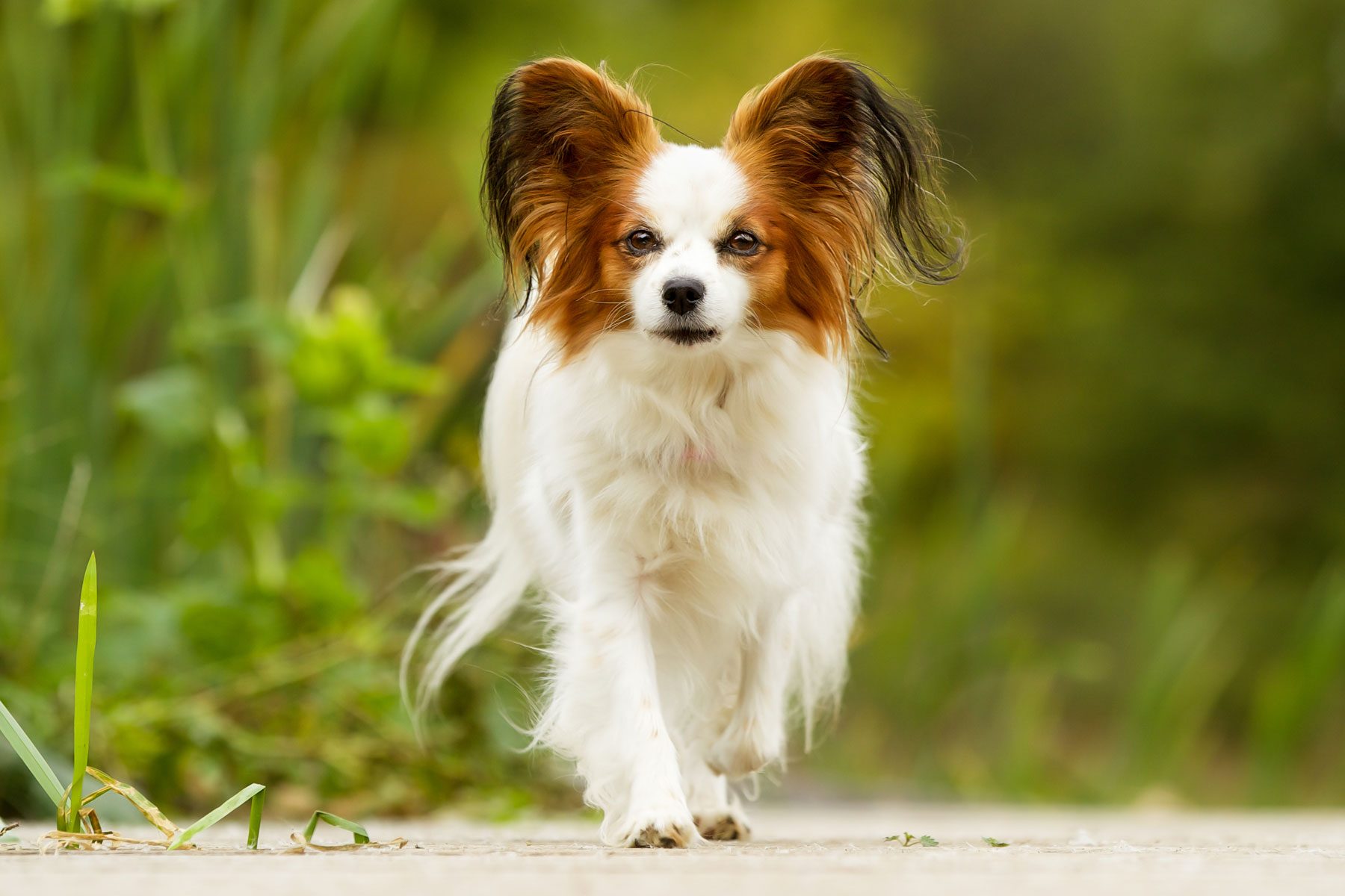 Pedigree continental toy spaniel on a sunny summer day