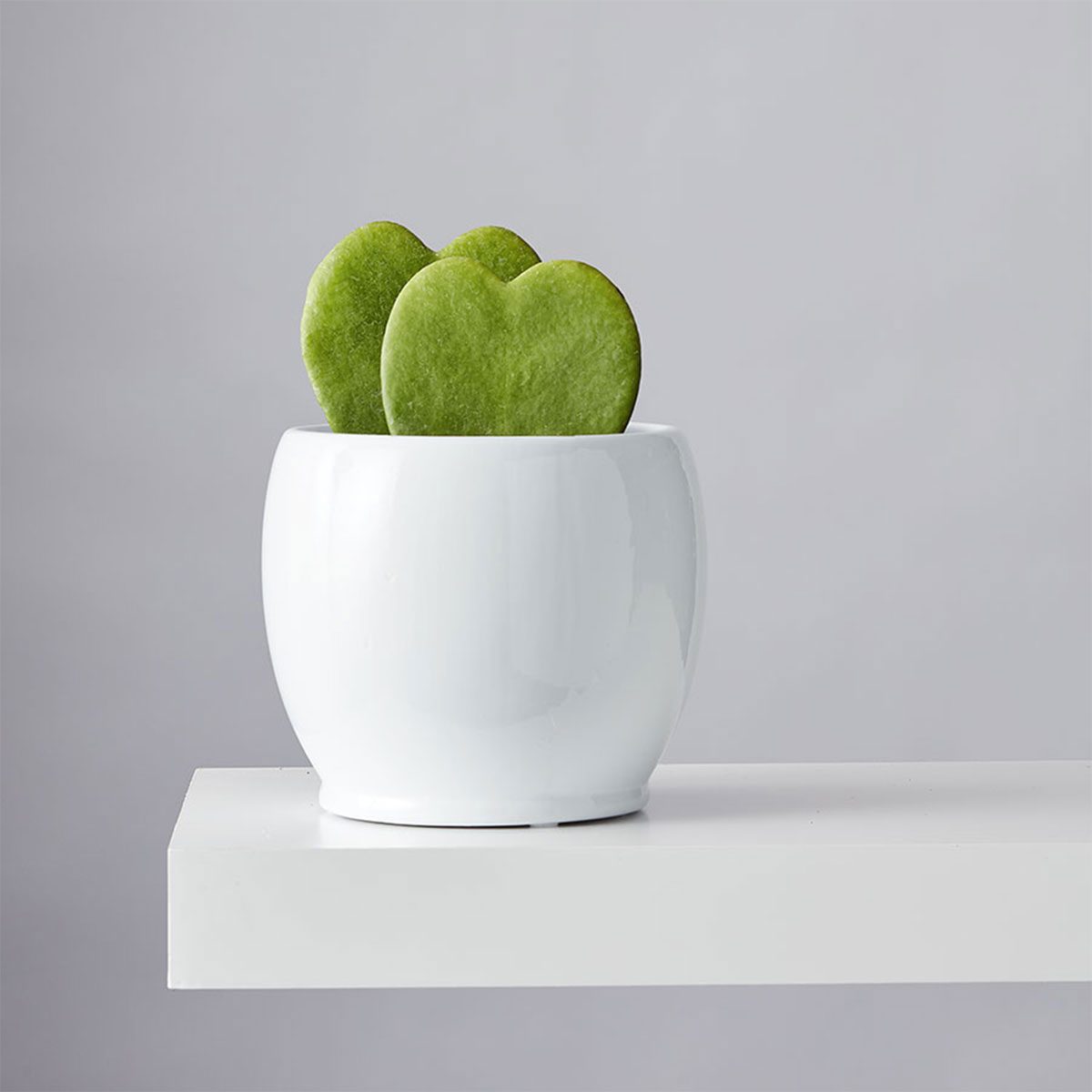 Hoya Heart Succulent