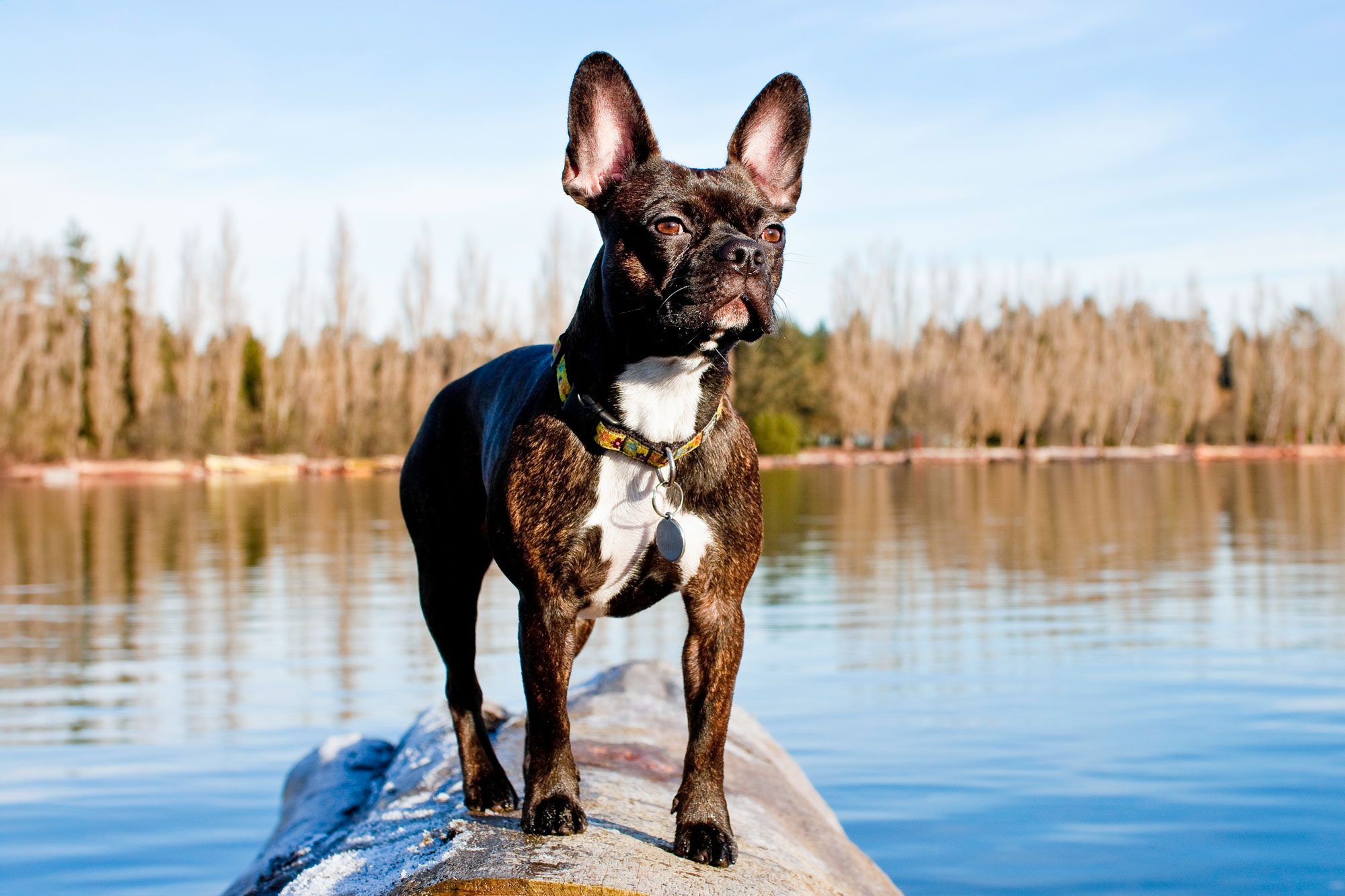 Frenchton Boston Terrier And French Bulldog Cross Standing On The Log On The River Bank