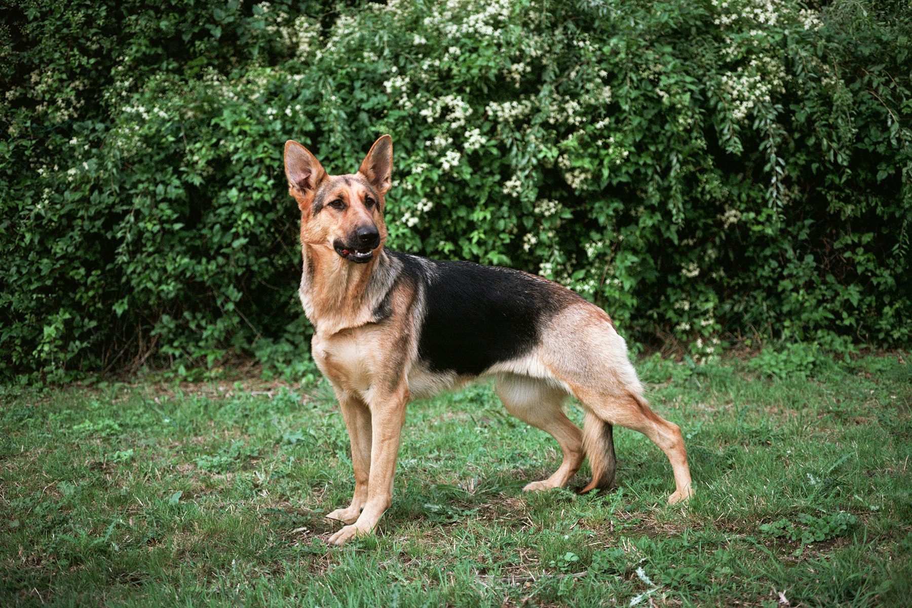 German Shepherd Gettyimages 528654900 Ssedit