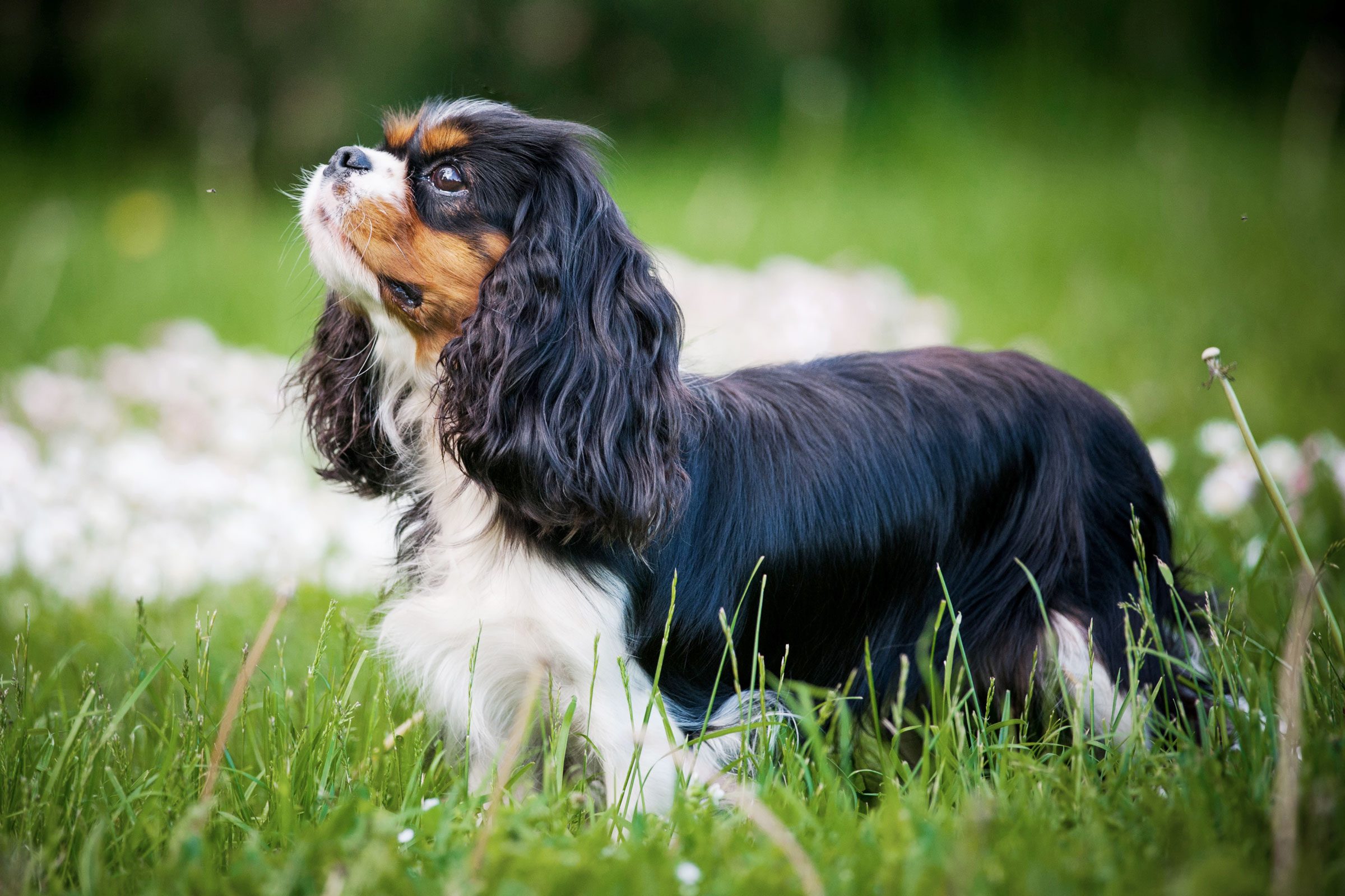 Gettyimages 1010669384 Cavalier King Charles Spaniel Jvedit