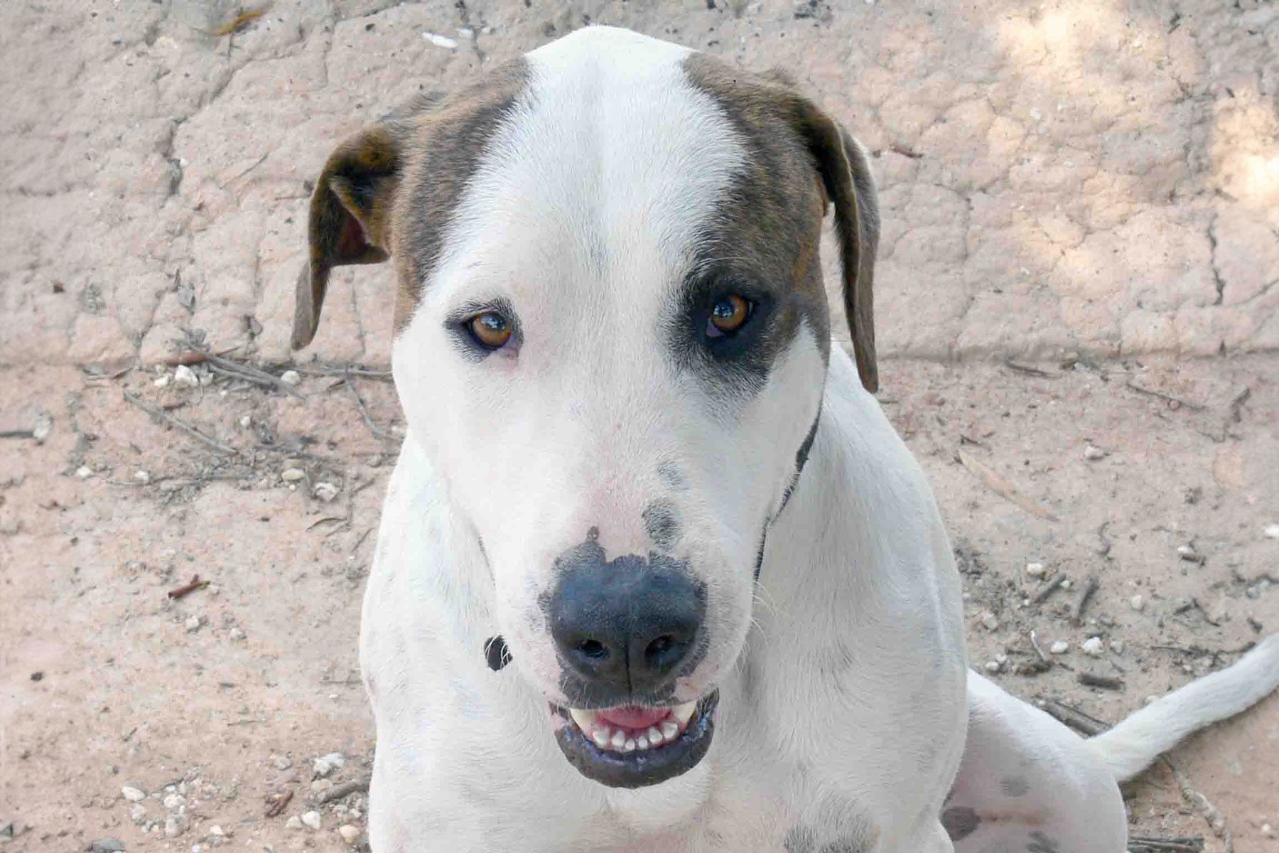 Portrait of a Bull Arab dog 