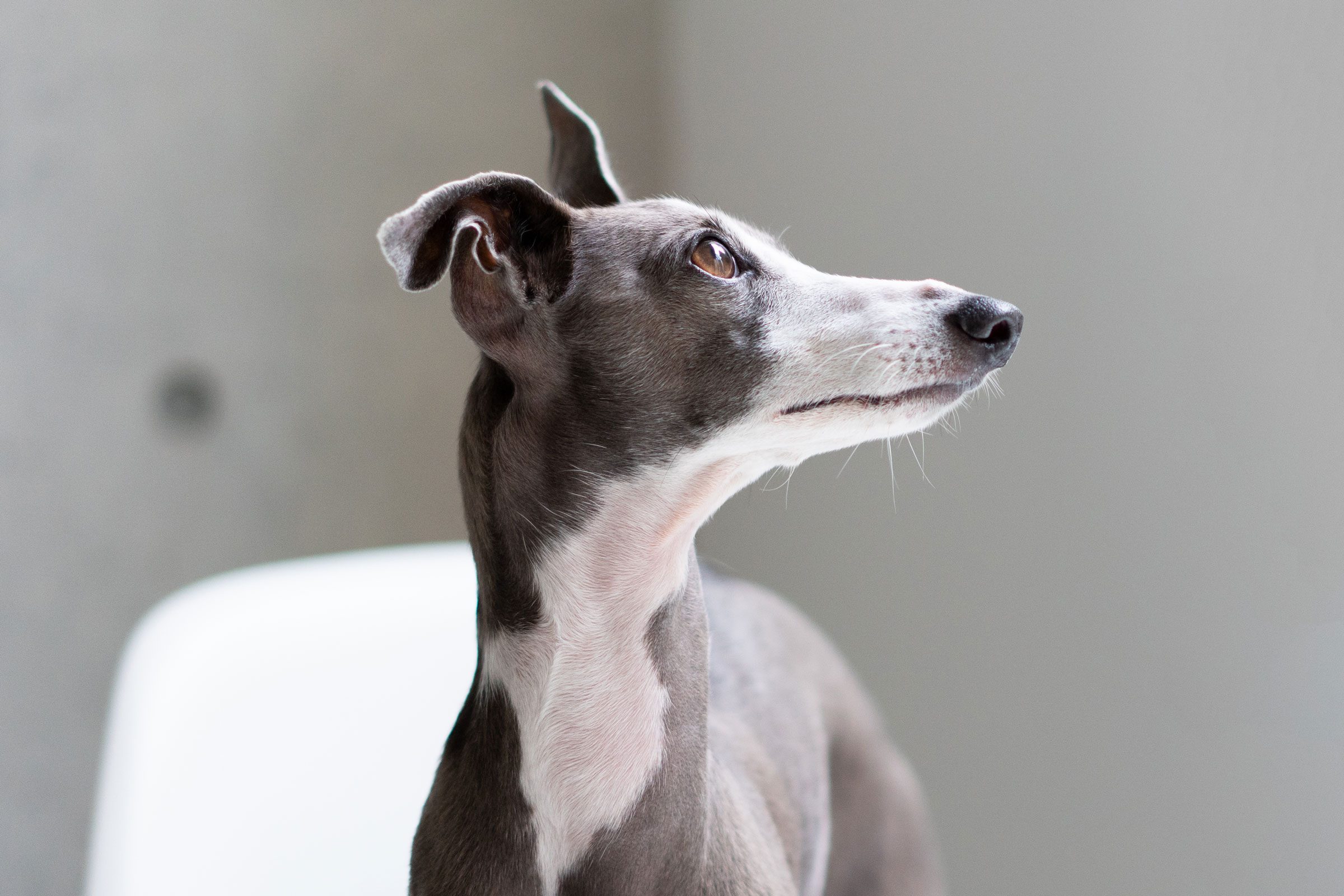 grey whippet dog