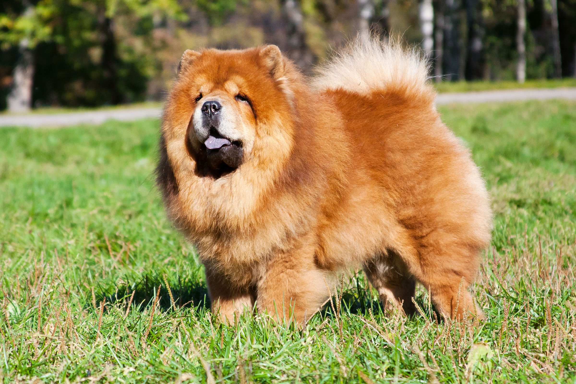 cute fluffy chow chow dog outside in the grass