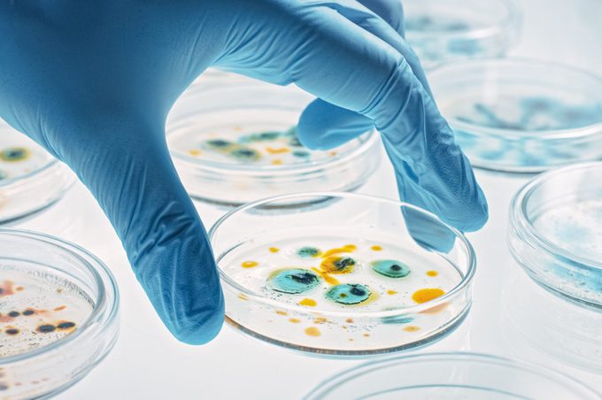 Scientist Works with Petri Dishes with Various Bacteria, Tissue and Blood Samples. Concept of Pharmaceutical Research for Antibiotics, Curing Disease with DNA Enhancing Drugs. Moving Close-up Macro