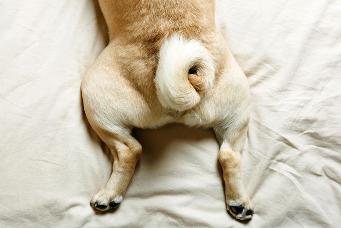 stubby dog tail on a dog laying down on a bed