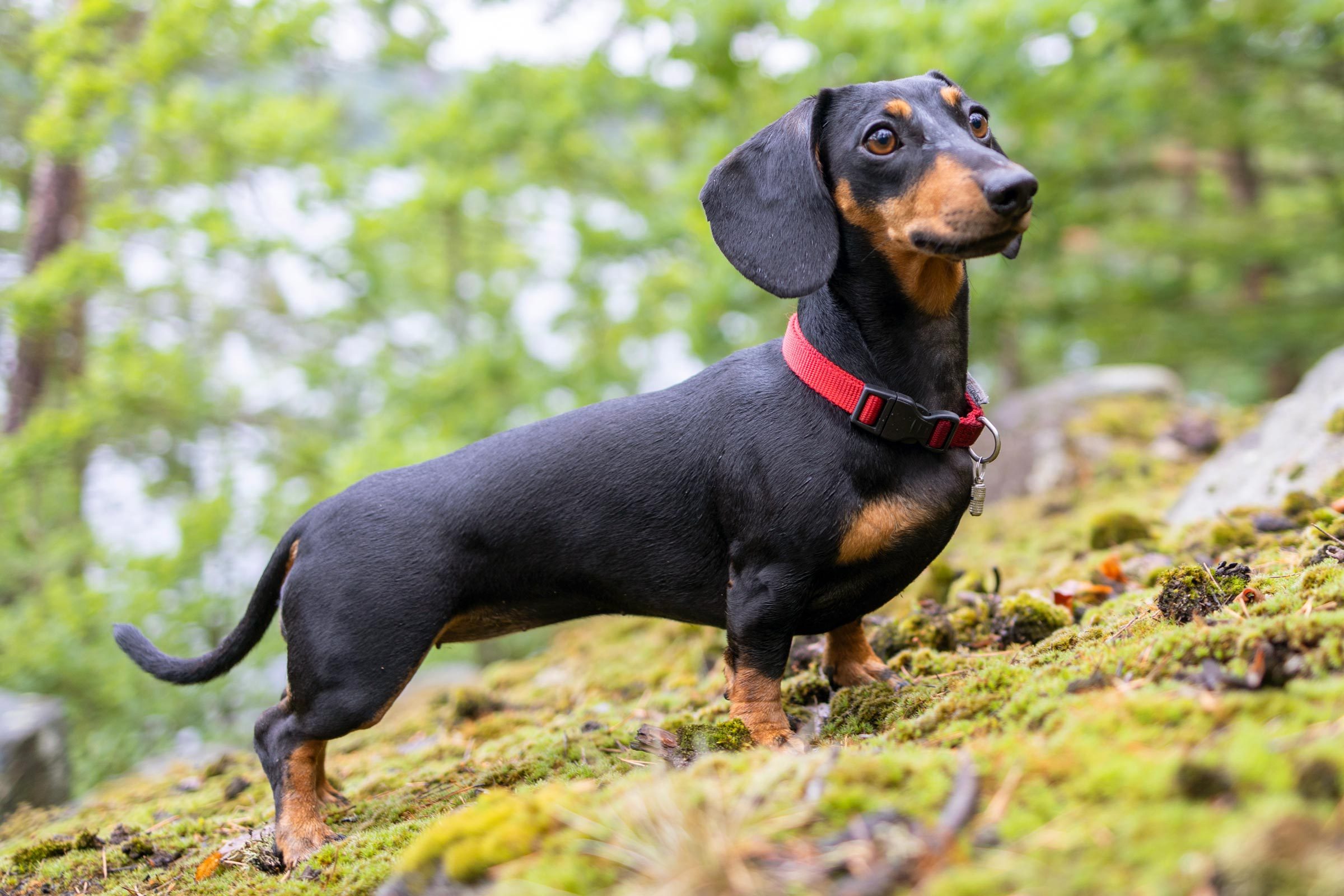 mini Dachshund outside