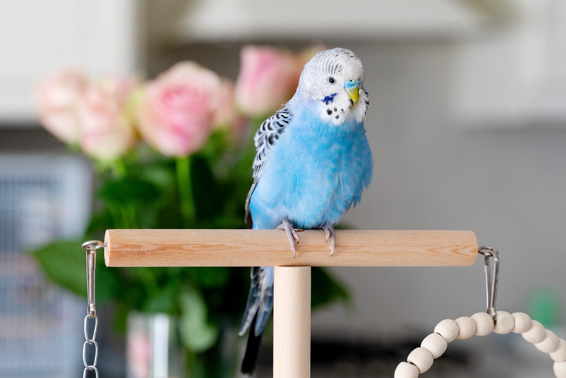 Blue budgerigar posing at the stick