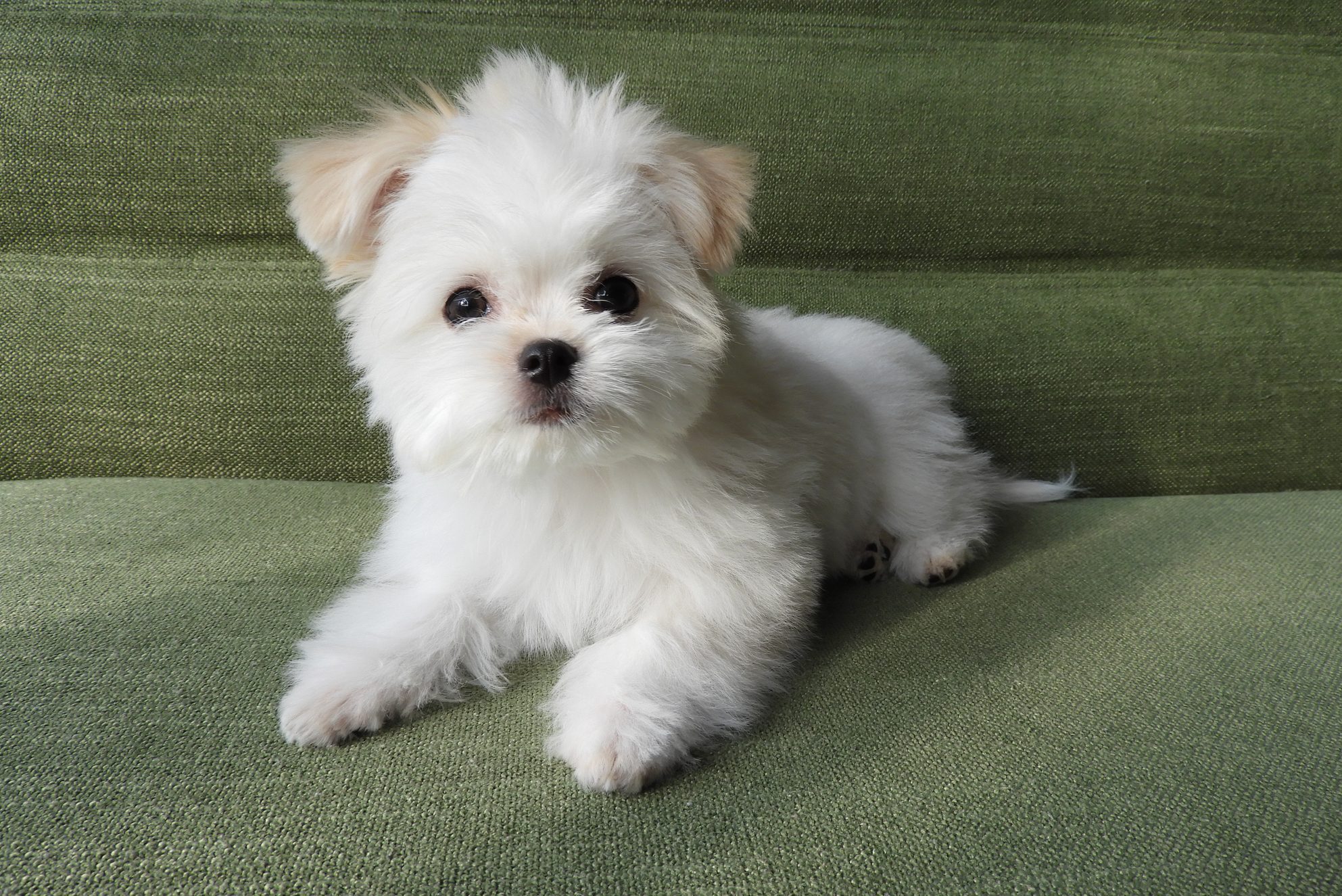 teacup Maltese on green couch