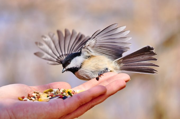 Close-up of hand feeding chickadee,Milford Charter Township,Michigan,United States,USA