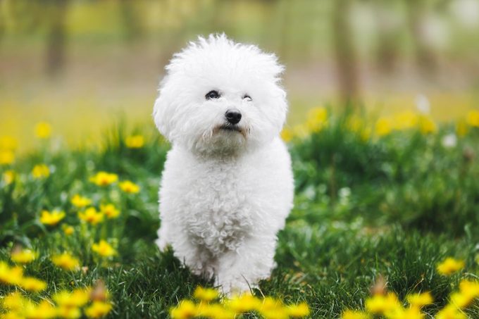 bichon frise in grass