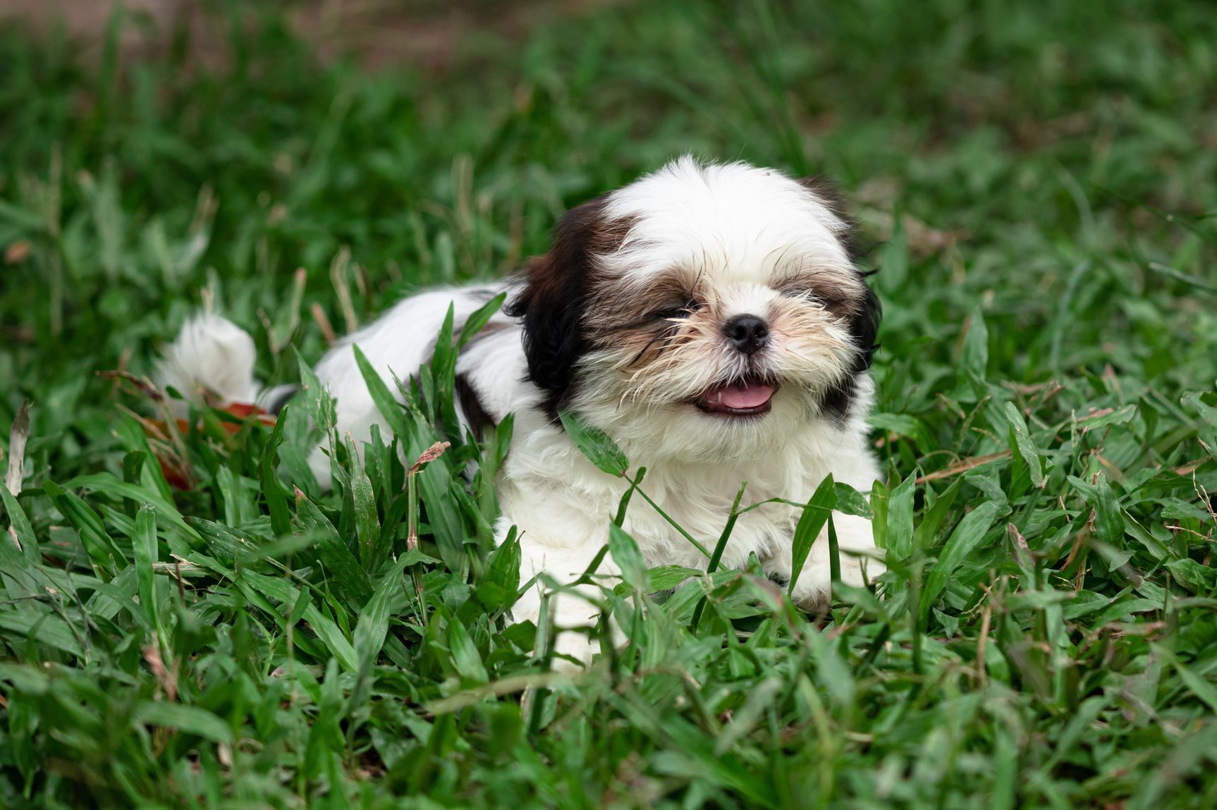 Shih Tzu teacup on grass