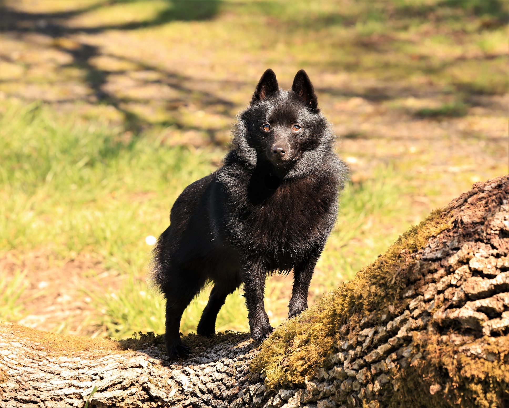 Alert Schipperke