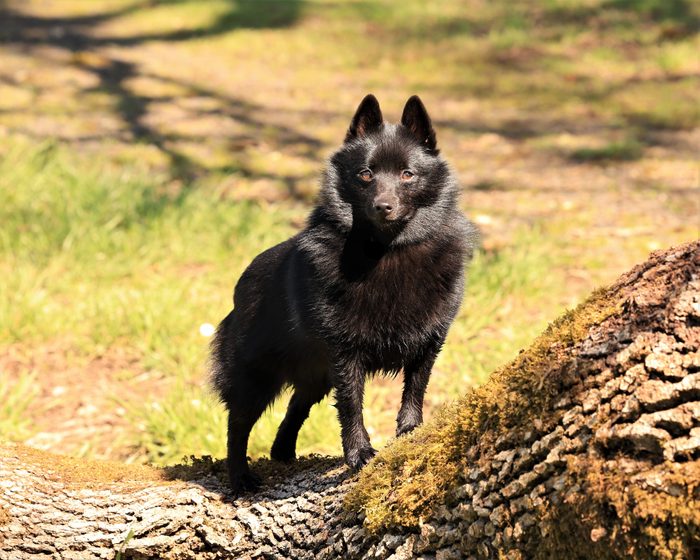 Alert Schipperke