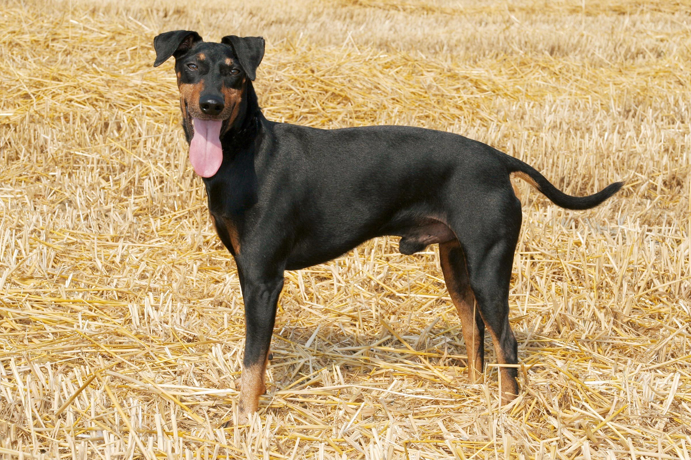 manchester terrier in hay field