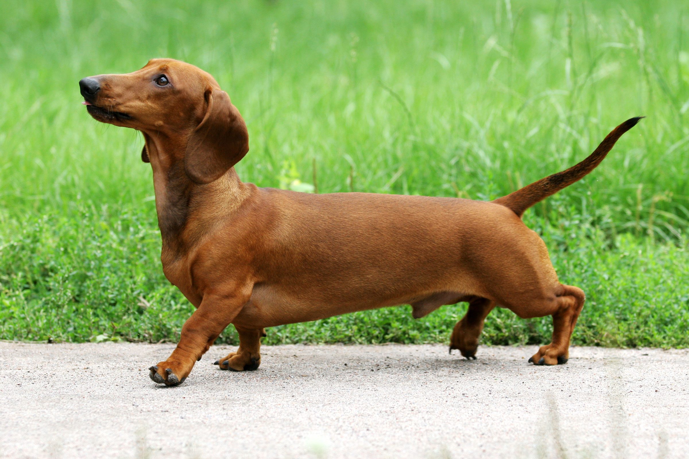 Dachshund