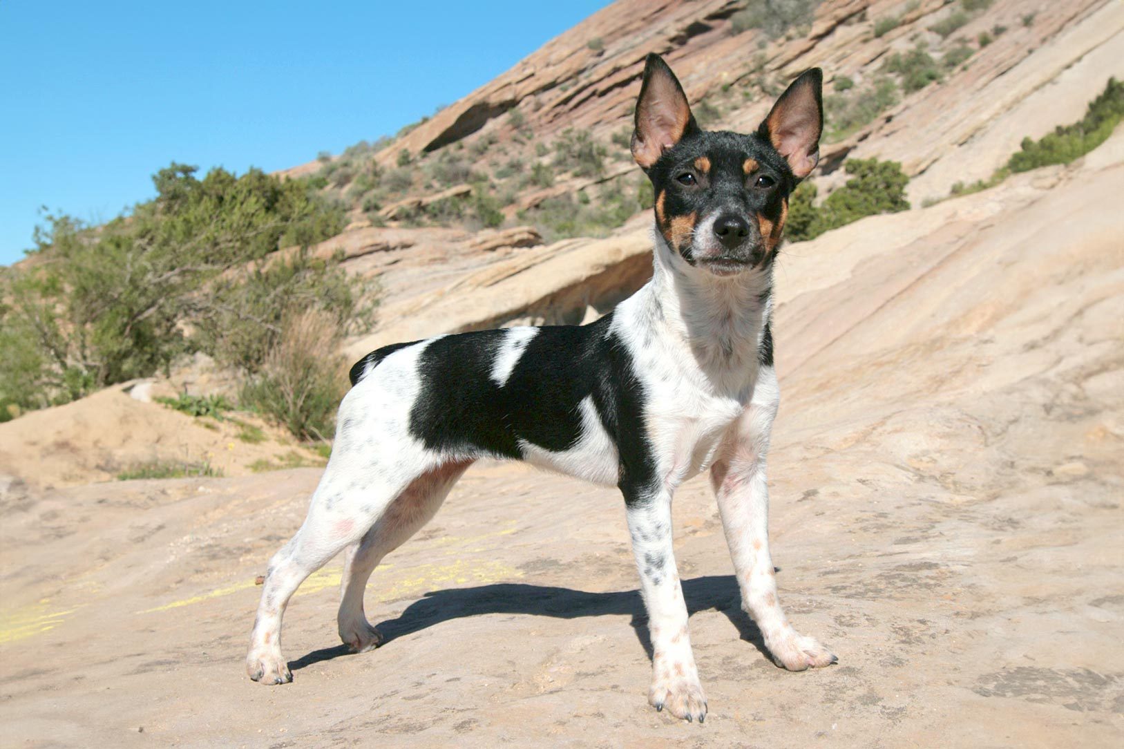 rat terrier in a desert landscape