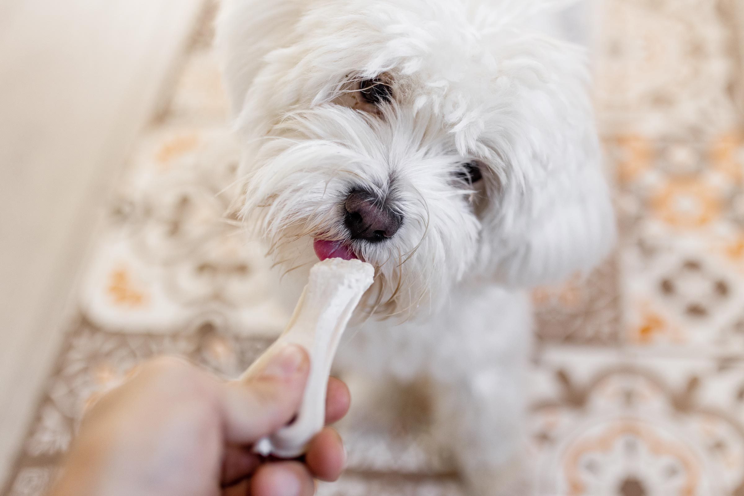 small white dog licking toothpaste from toy