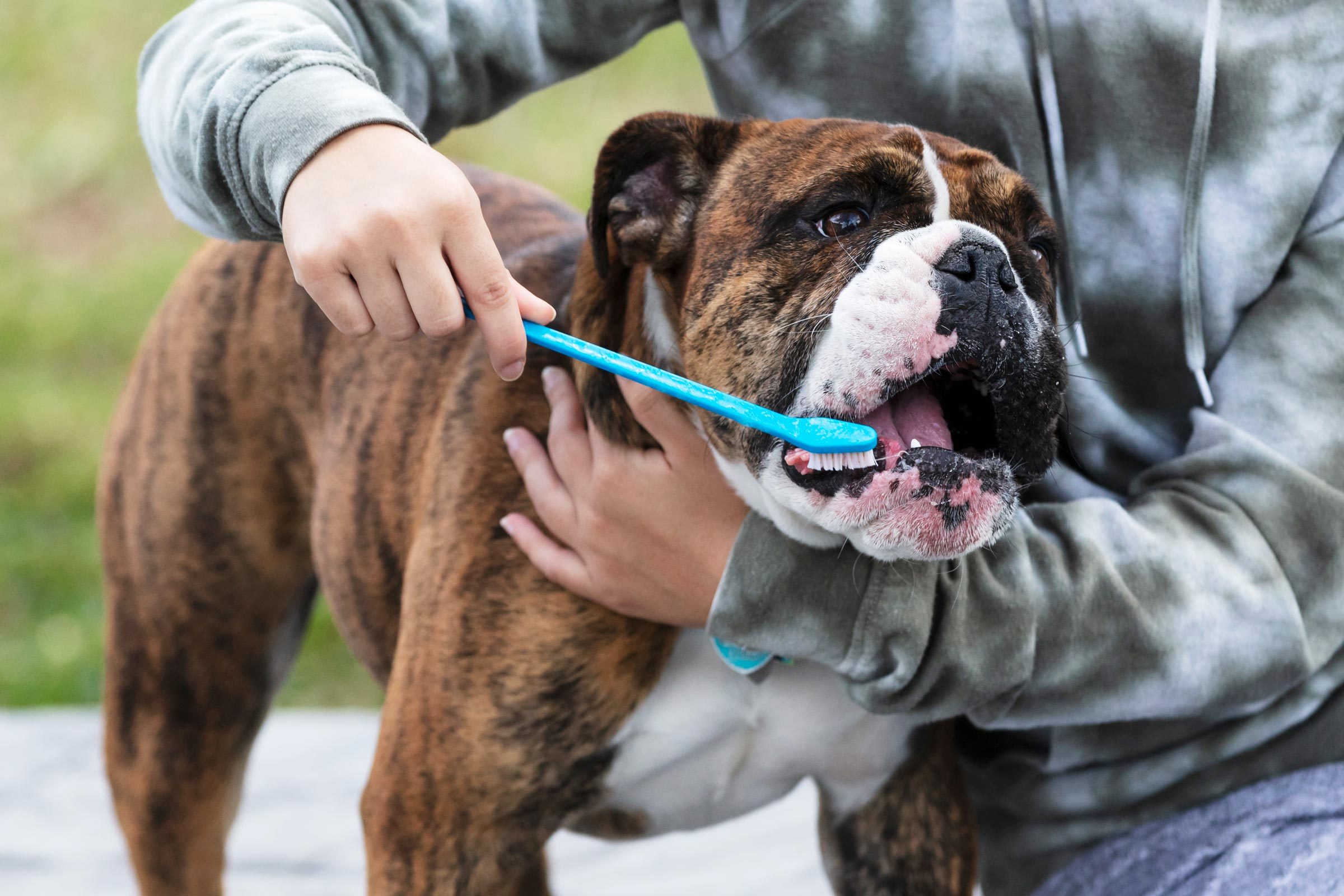 Young Asian woman brushing her dog's teeth