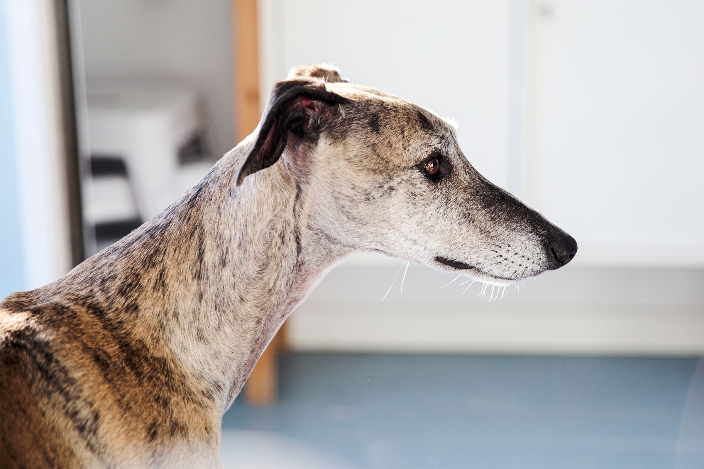 greyhound dog at home