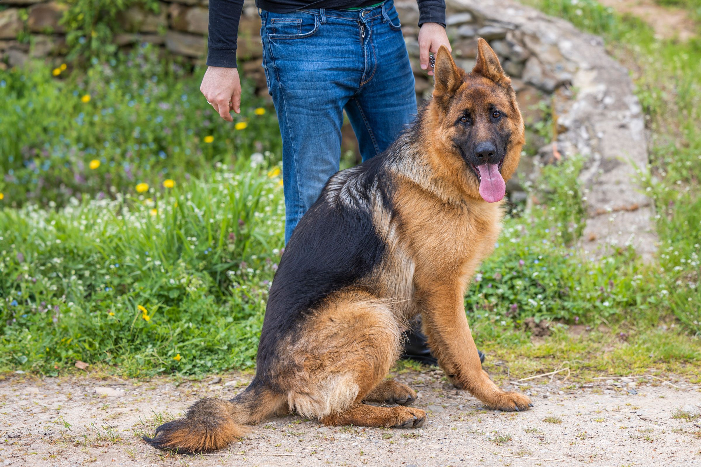 13 German Dog Breeds That Make Great Companions