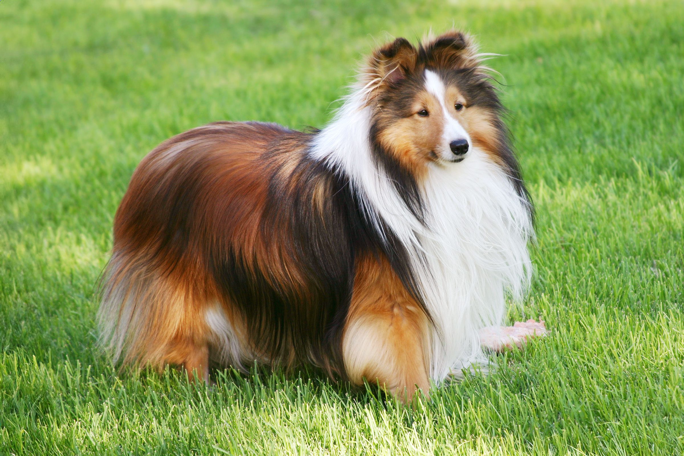 Shetland Sheepdog