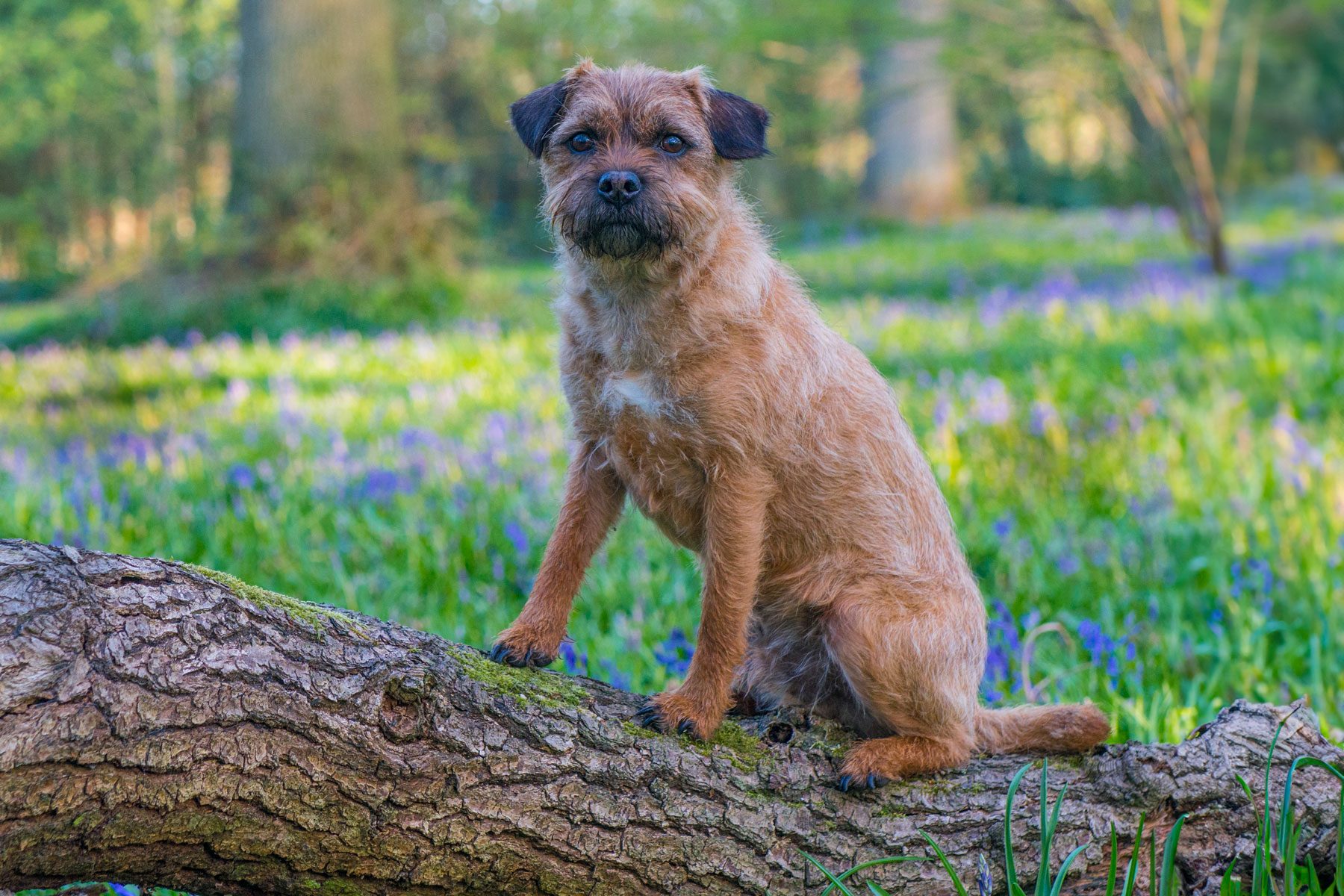 Border terrier dog, sitting on fallen branch in bluebell