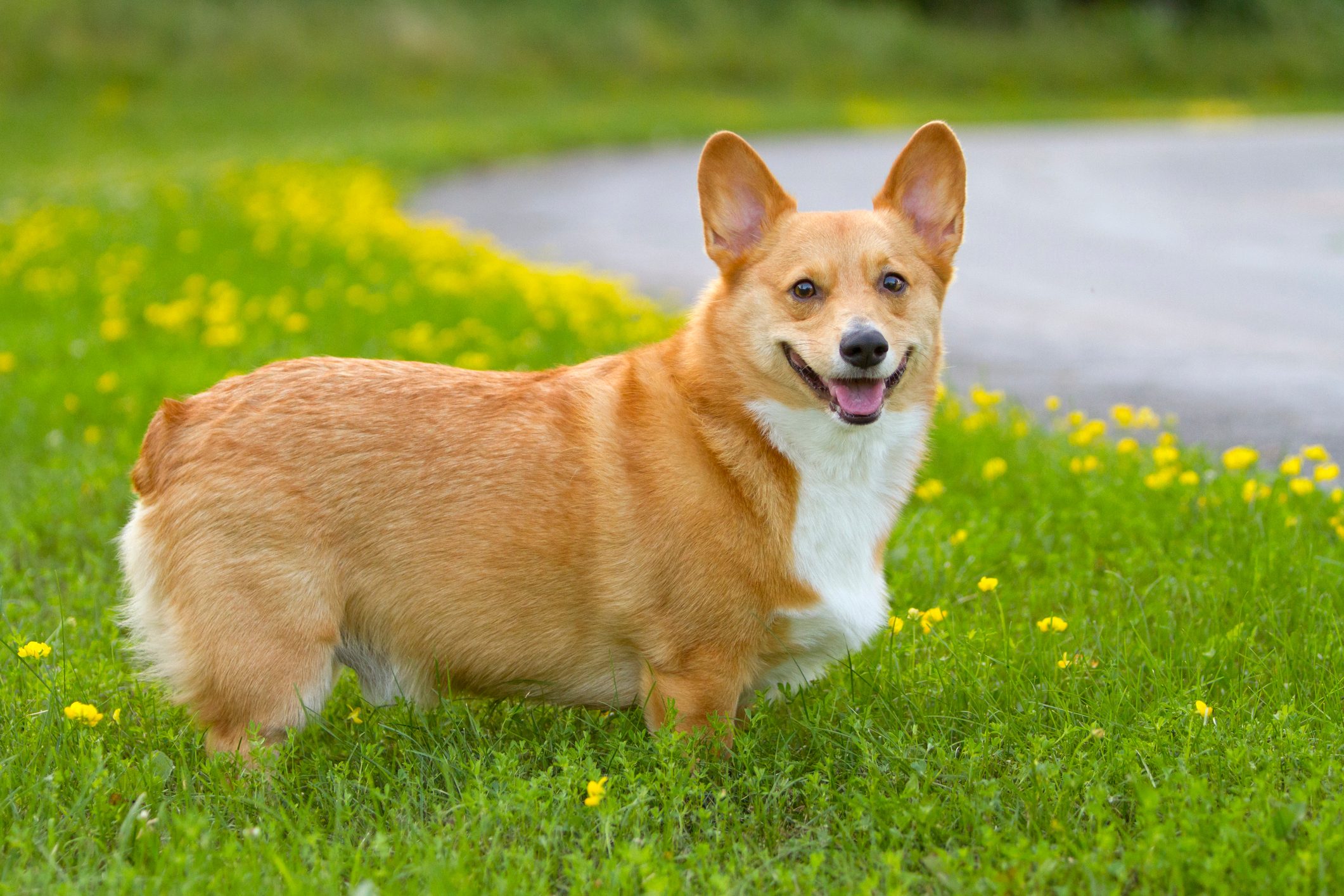 Corgi in wildflowers