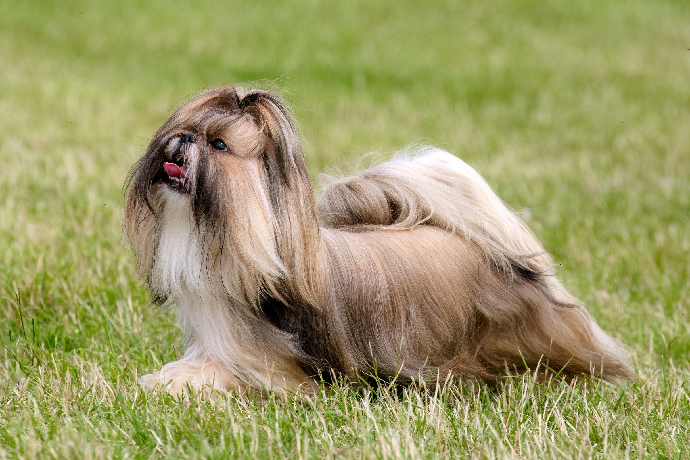 Shih Tzu Dog