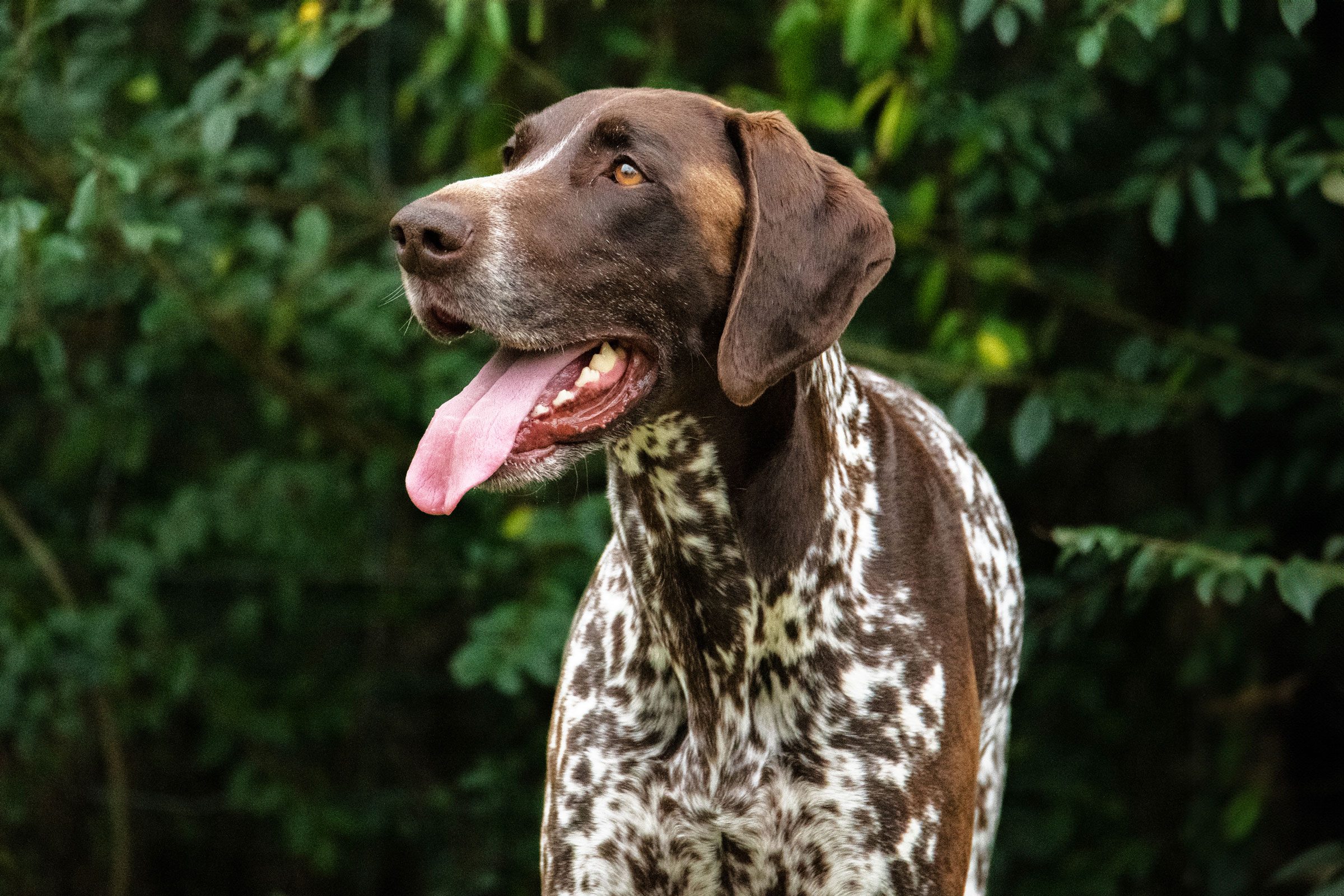 Gettyimages 2016804776 German Shorthaired Pointer Jvedit2