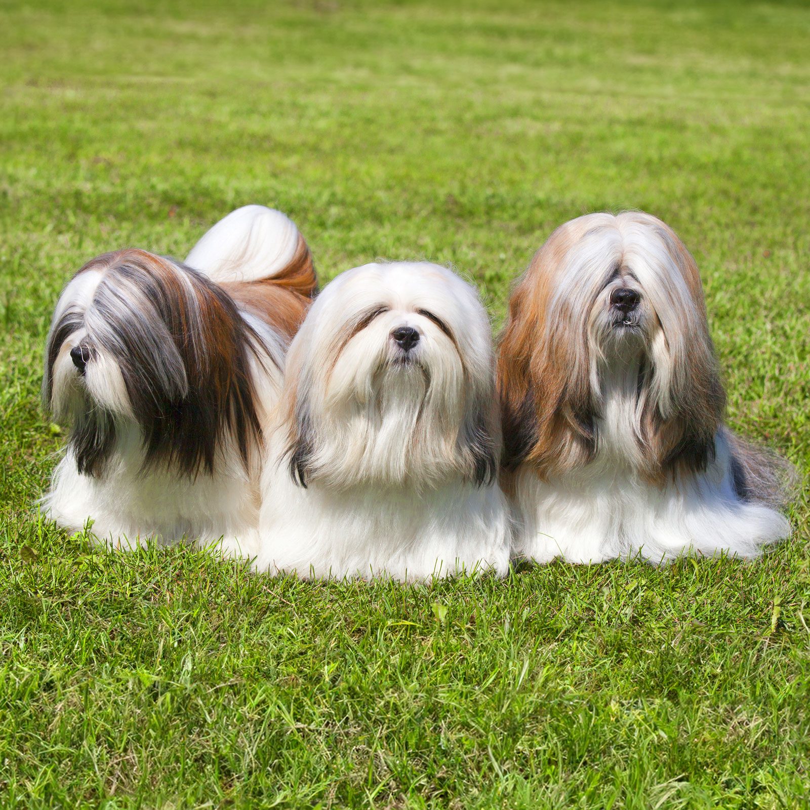 three Lhasa Apso dogs in the grass