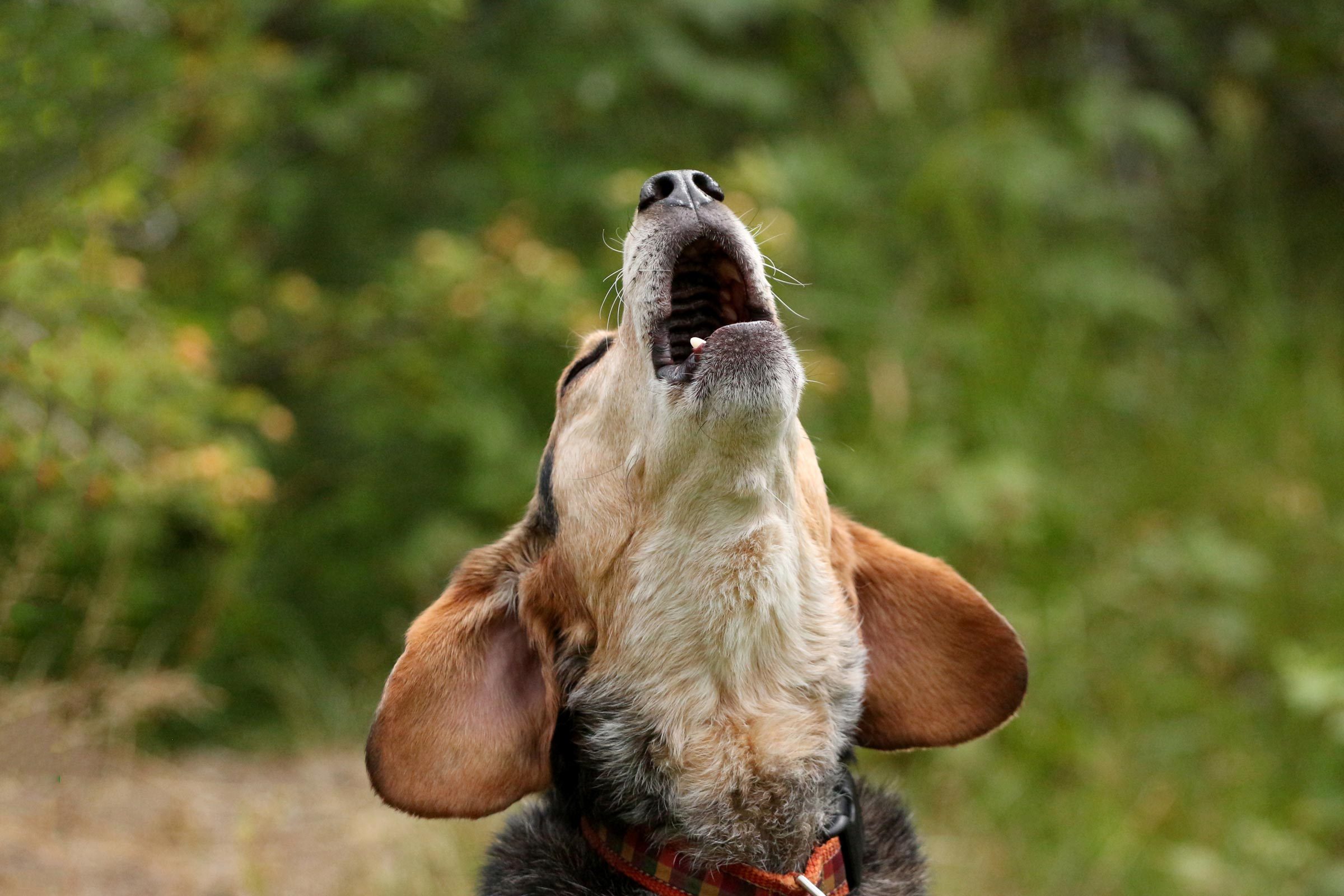 Why Do Dogs Howl? 6 Top Reasons Your Dog Howls