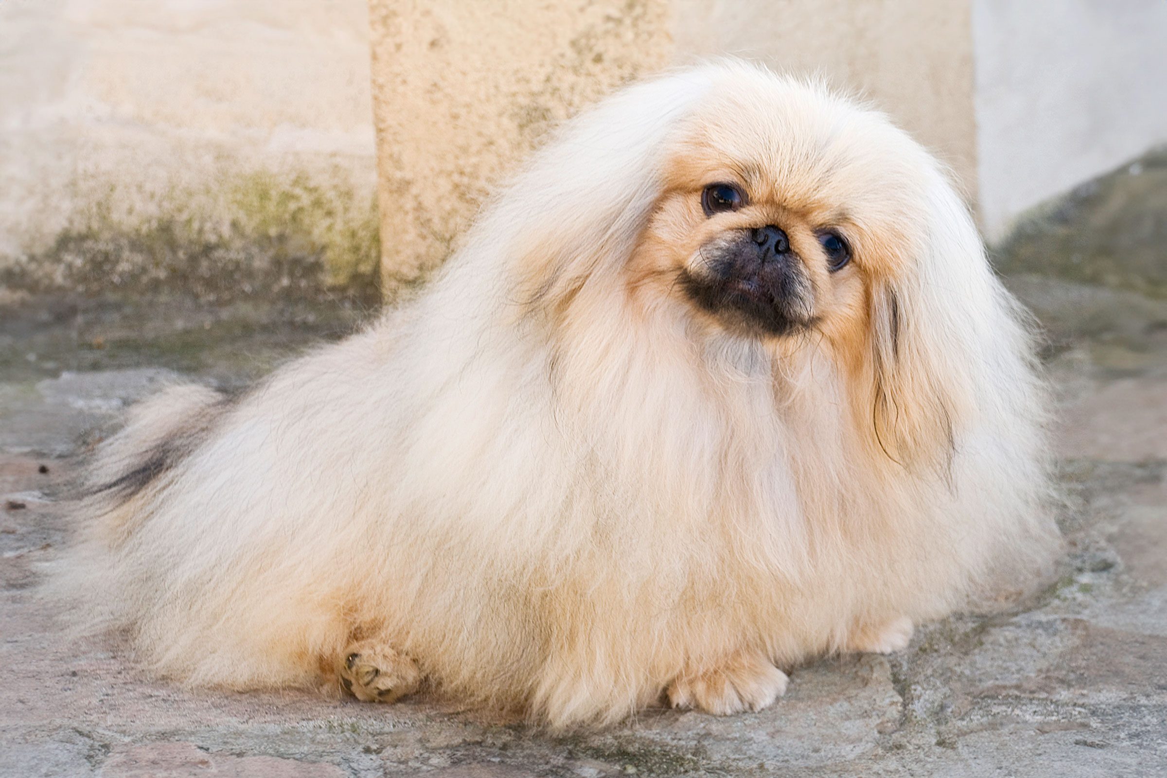 Pekingese