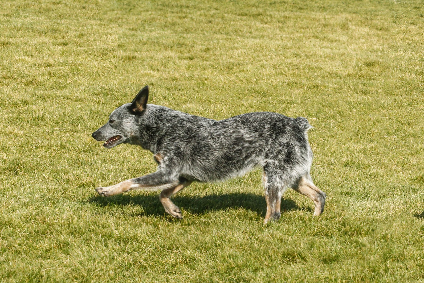 Australian Stumpy Tail Cattle Dog running