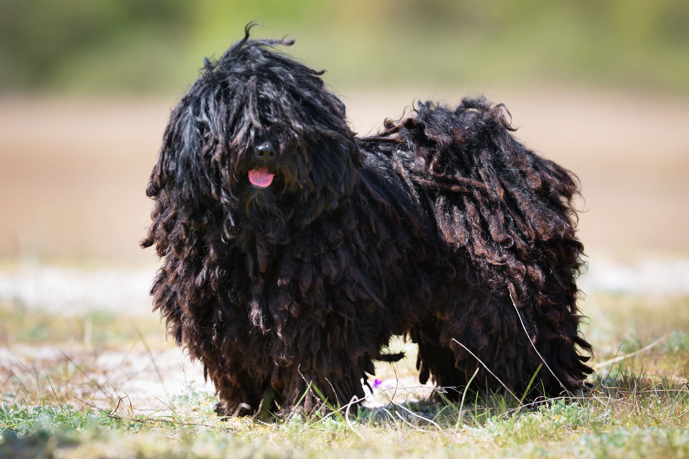 black puli dog outside