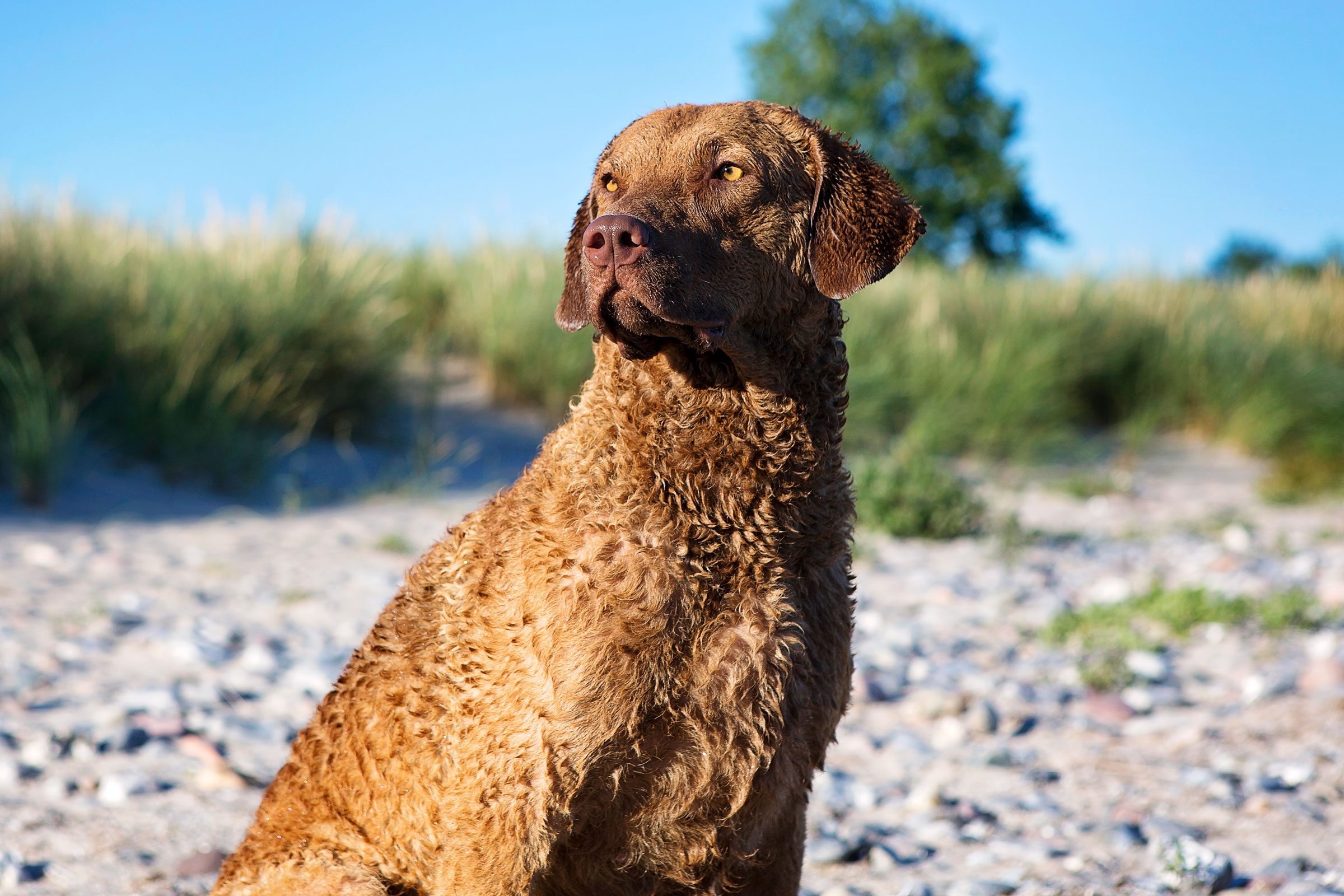 cute Chesapeake Bay Retriever outside