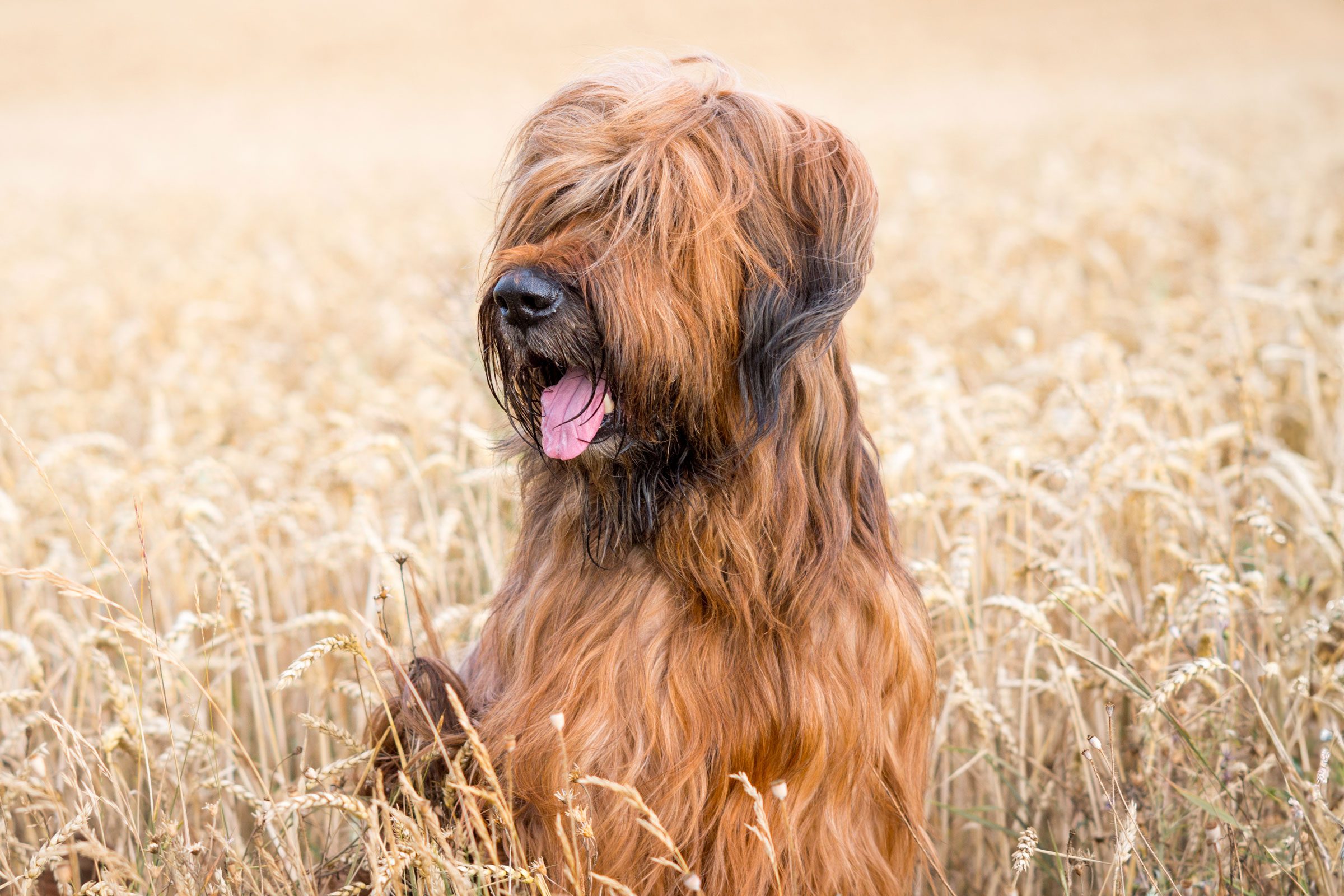 Briard Dog