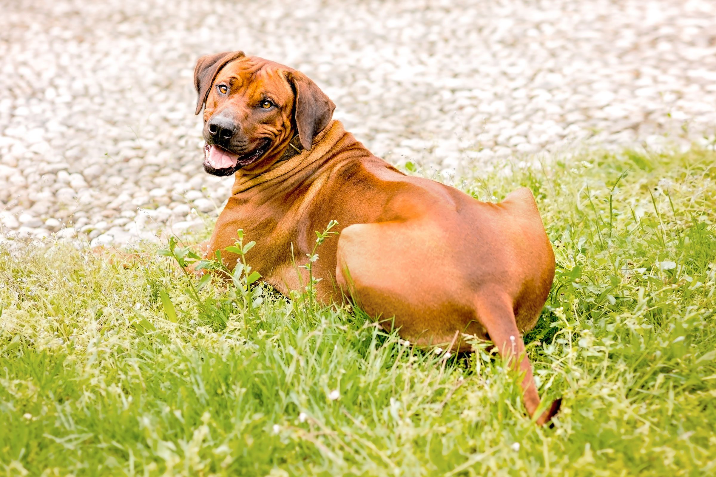 Rhodesian Ridgeback (Canis familiaris) showing signature ridge
